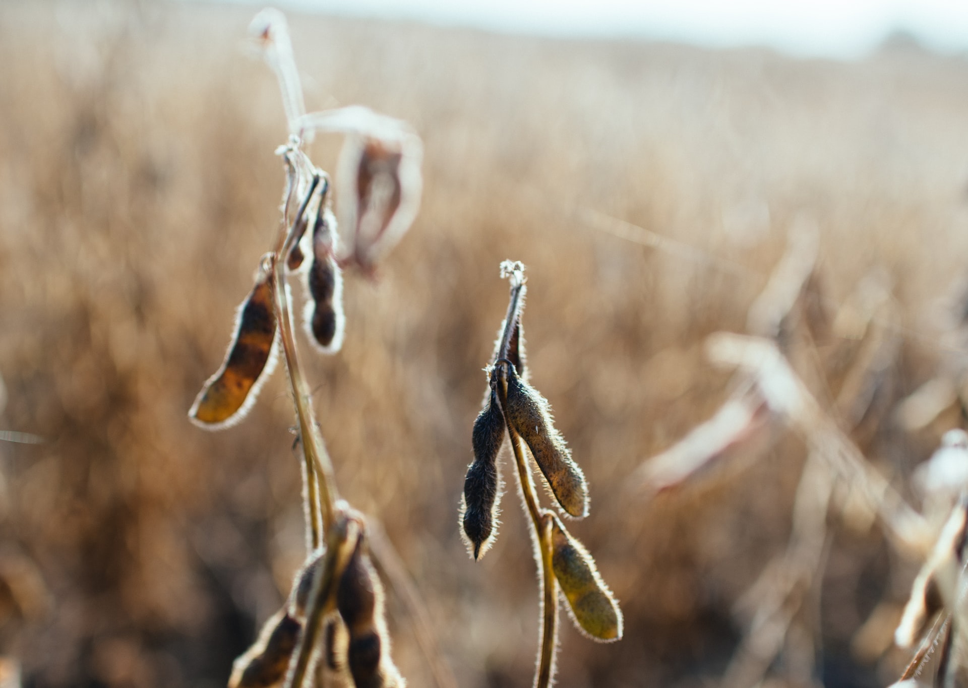 soybeans2